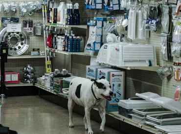 Dog walking through the Action RV supply store